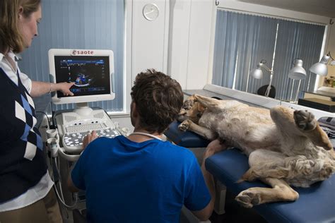 Veterinary Ultrasound Courses, Workshops, In